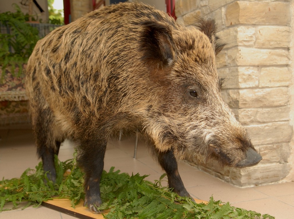 Sanglier2